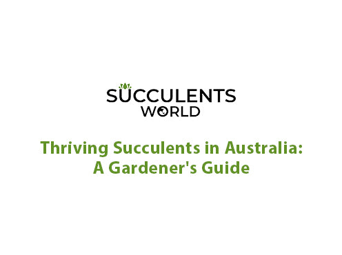 Thriving Succulents in Australia: A Gardener's Guide