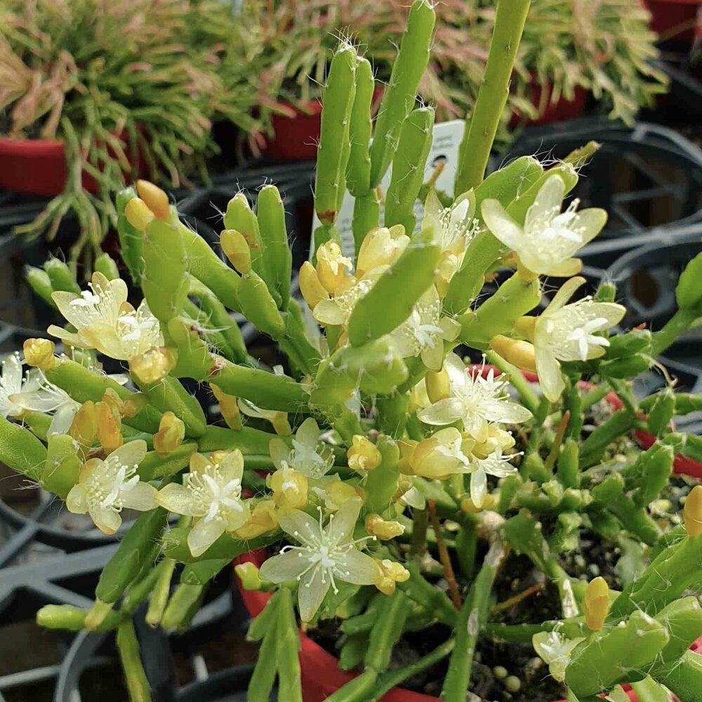 Rhipsalis succulents world