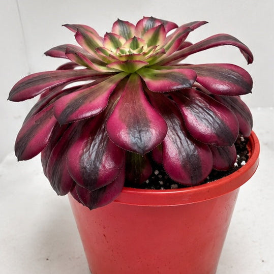 Aeonium Red Sunny 130mm – Rosette Succulent Australia Succulents World