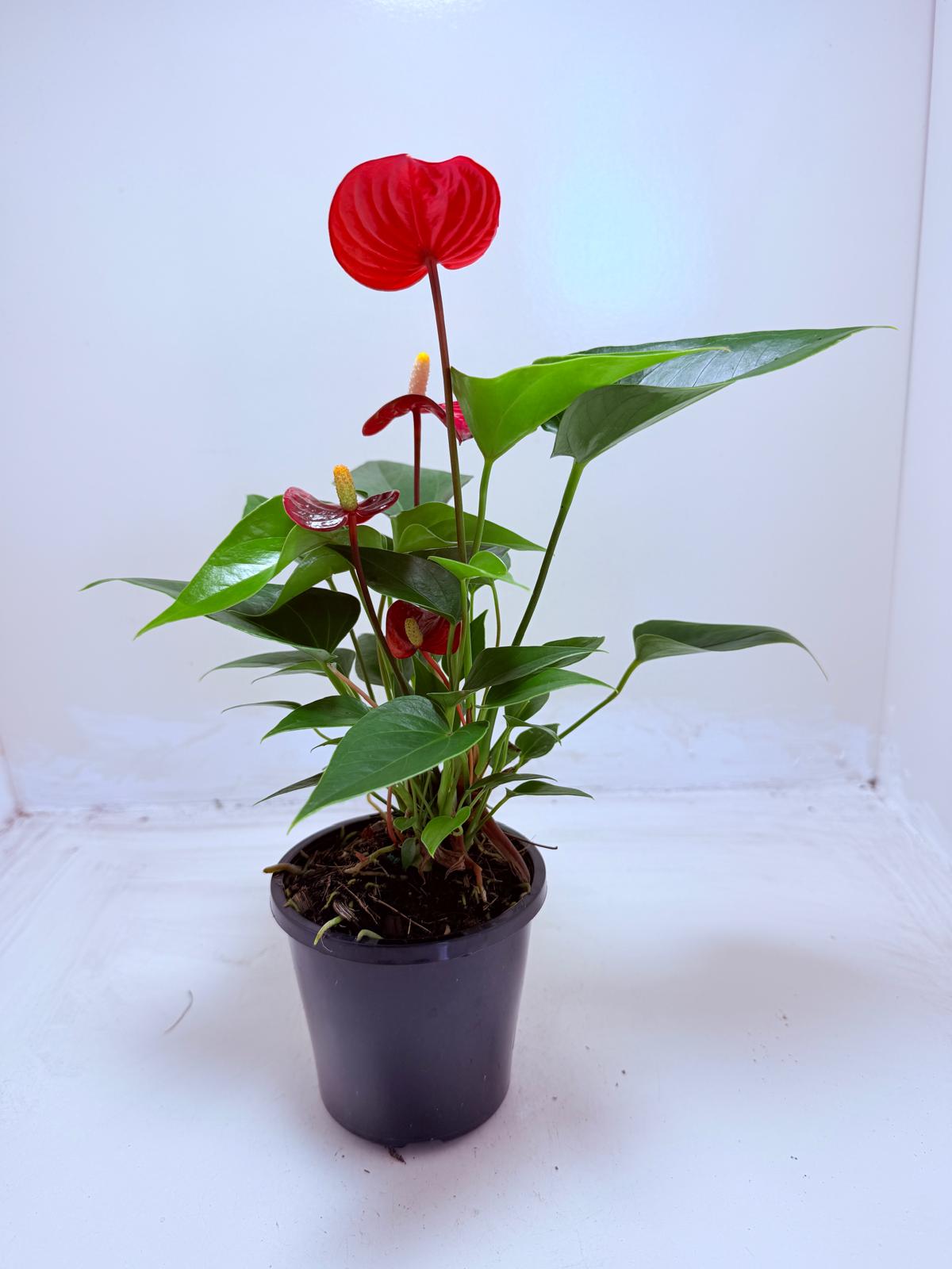 Buy Anthurium Micra | Rare & Exotic Plant