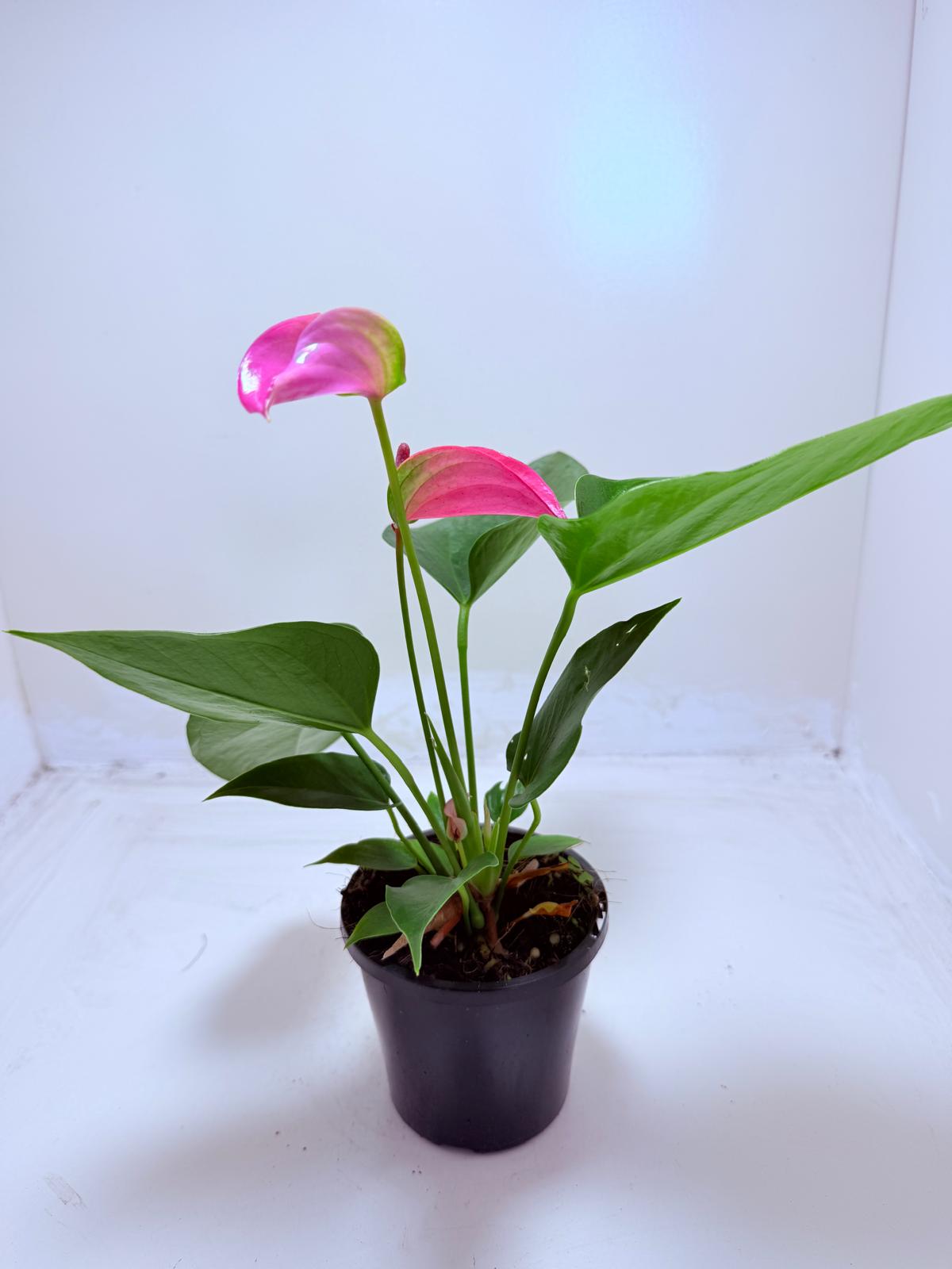 Buy Anthurium Jolie | Stylish Indoor Plant