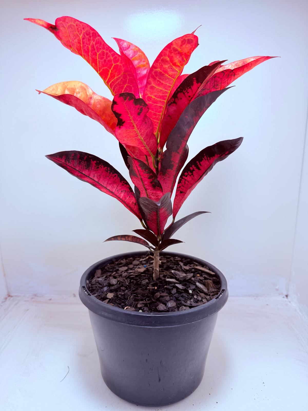 Buy Croton Apple Blossom | Colourful Houseplant