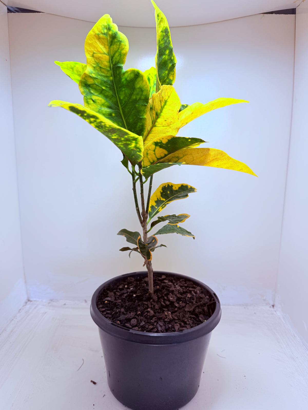 Buy Croton Creme Caramel | Stylish Indoor Plant
