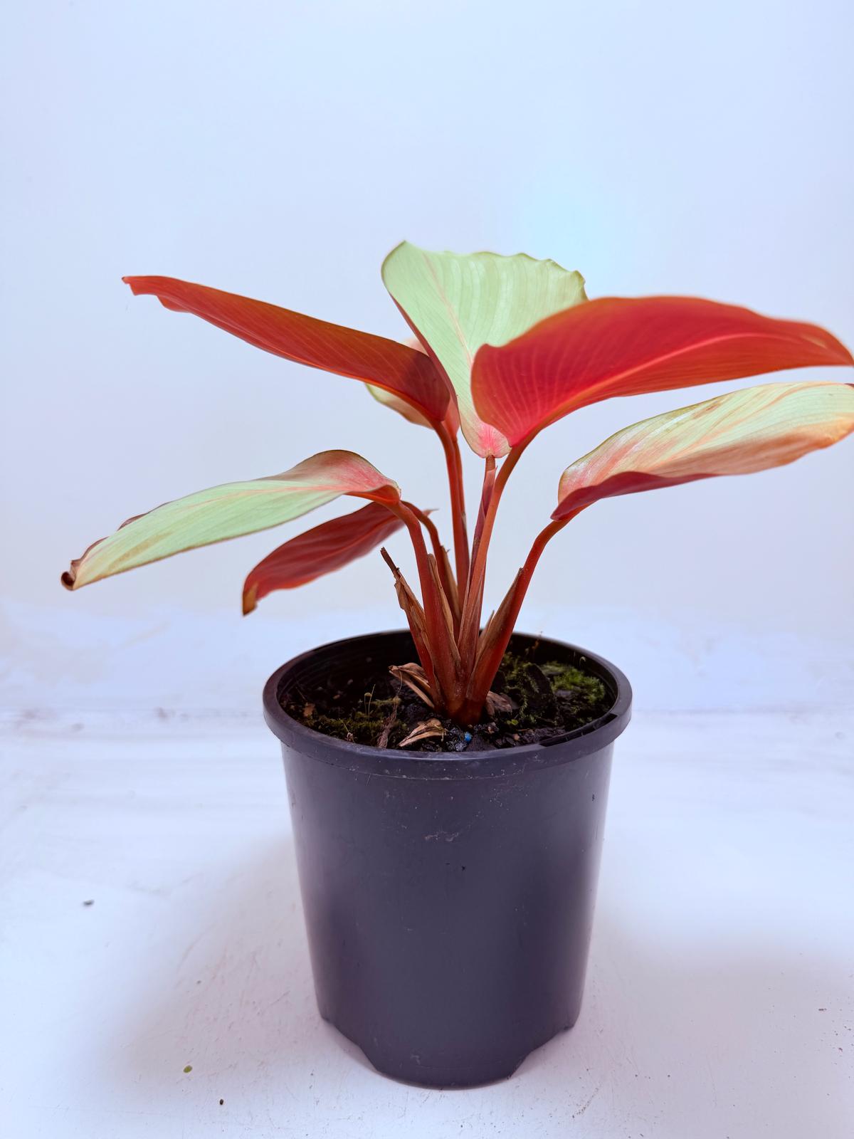 Calathea Flamestar | Statement Indoor Plant