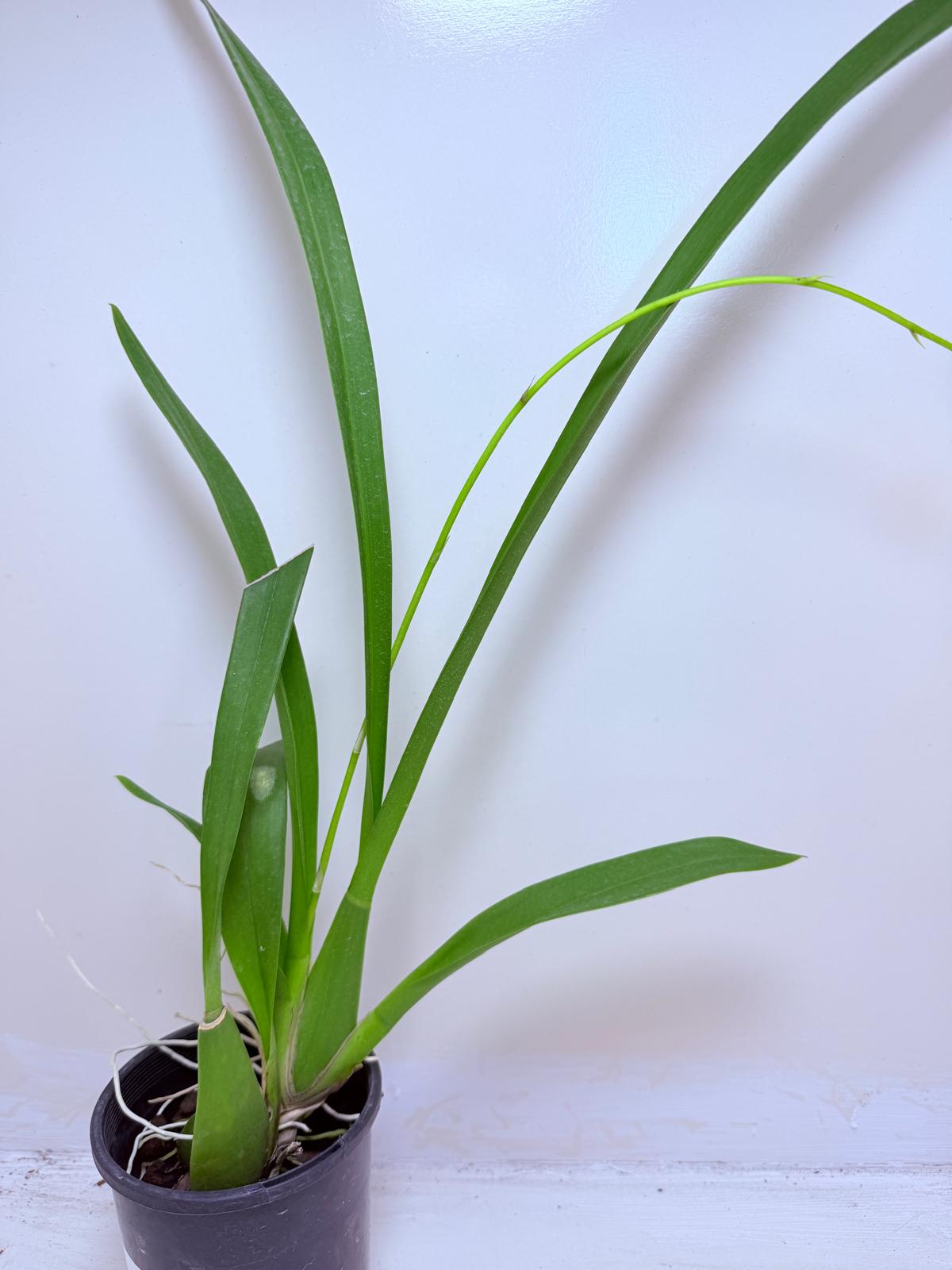 Oncidesa Gower Ramsay Orange Delight | Orchid