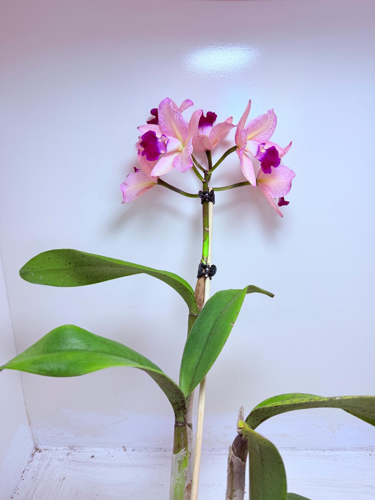 Cattleya Topaz Ovation | Rare Orchid Plant