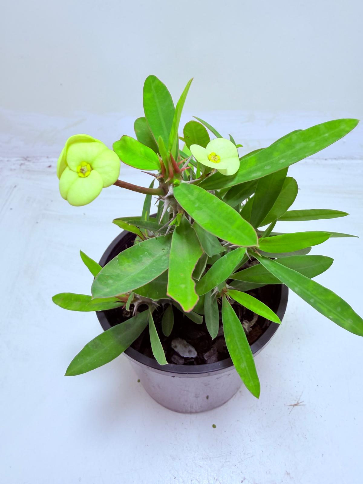 Euphorbia Little Millie Yellow | Easy Care Succulent