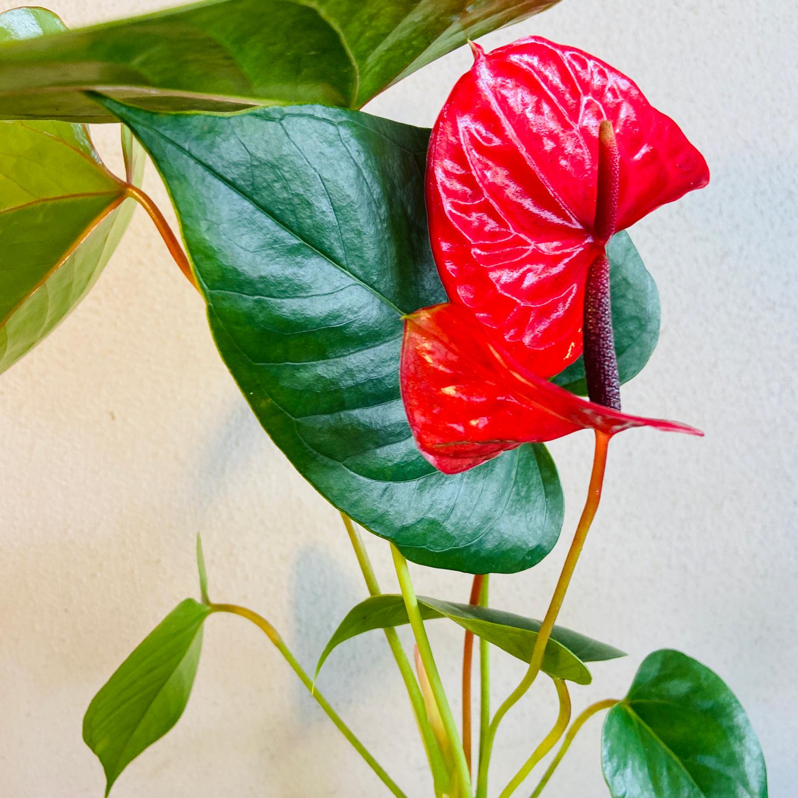 anthurium casanova Anthurium Casanova 190mm – Succulents World