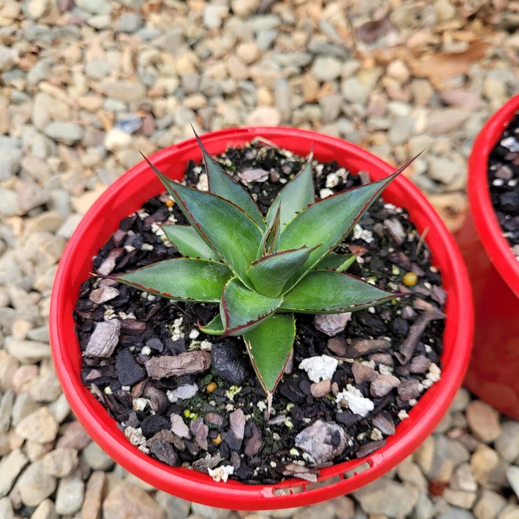 Agave Blue Glow My Store