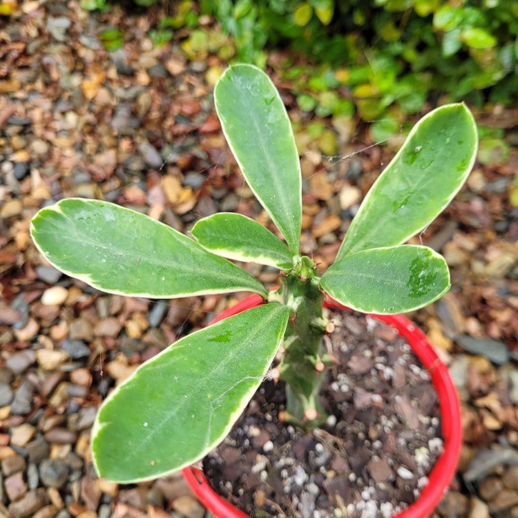 Euphorbia Neriifolia Variegated