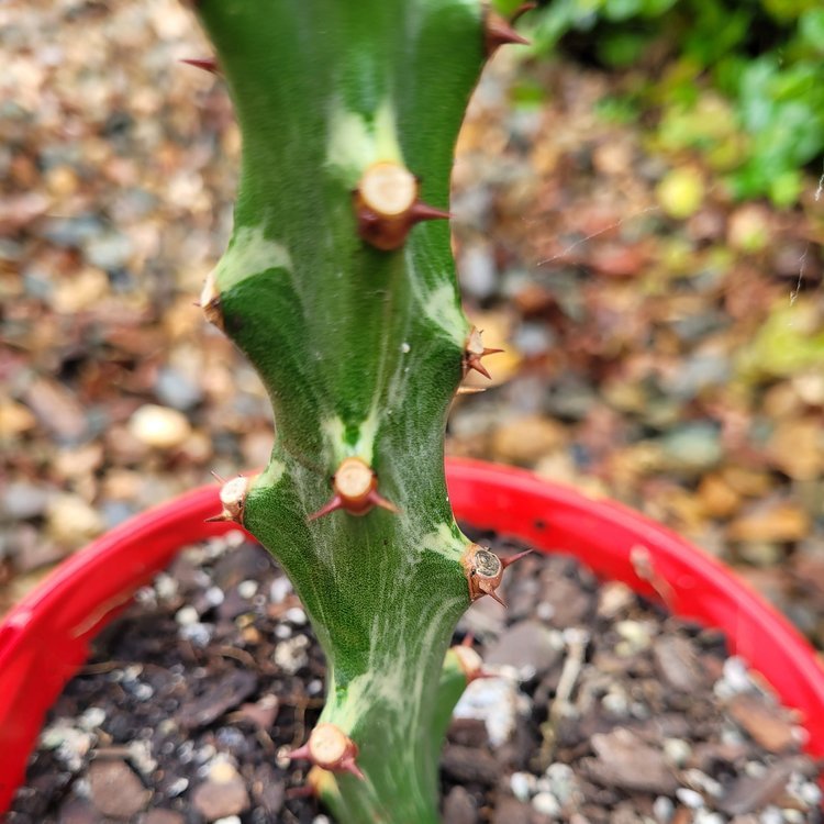 Euphorbia Neriifolia Variegated