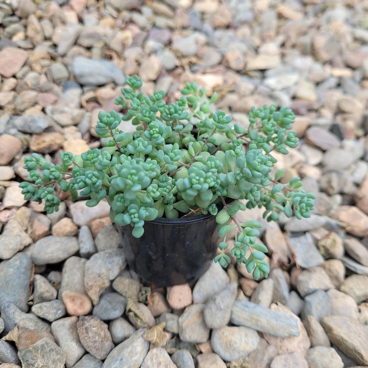 Sedum Dasyphyllum- Lilac Mound