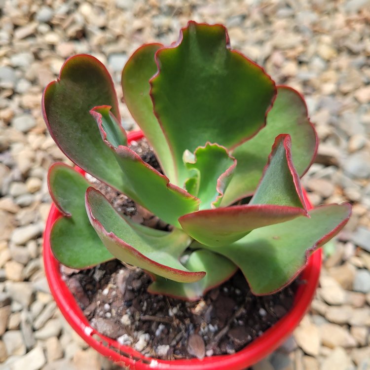 Echeveria Mauna Loa