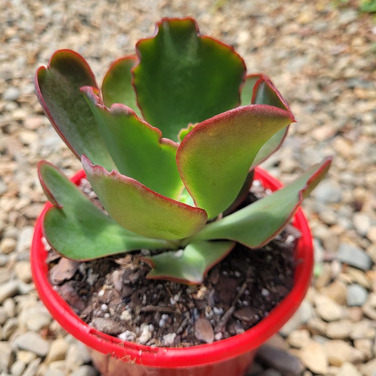Echeveria Mauna Loa