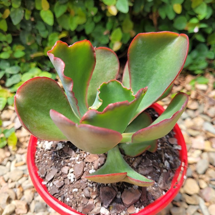 Echeveria Mauna Loa