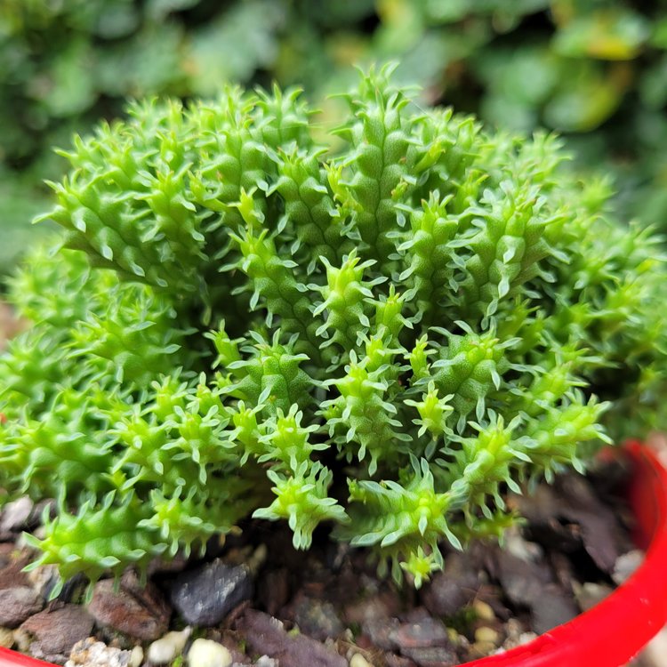 Euphorbia mammillarias cv minima