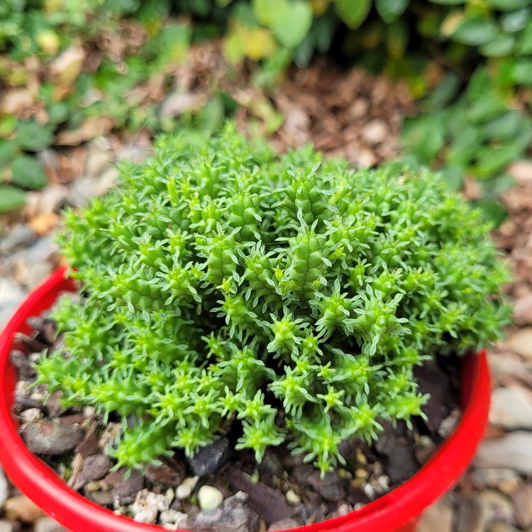 Euphorbia mammillarias cv minima