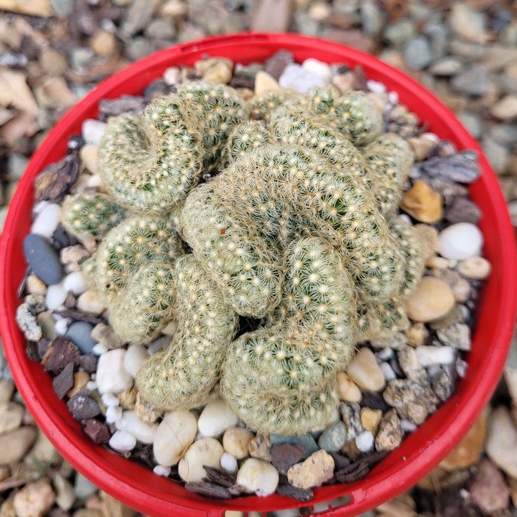 Cacti- Mammillaria Brain
