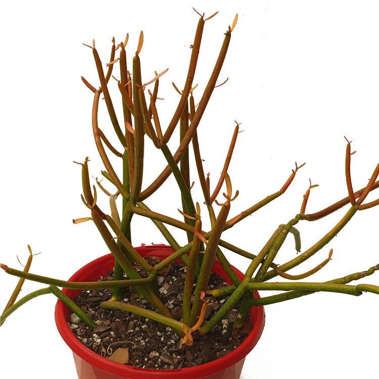 Euphorbia 'Tirucalli' Firesticks