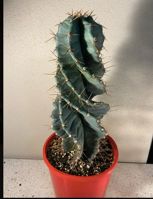 Cereus Spiralis
