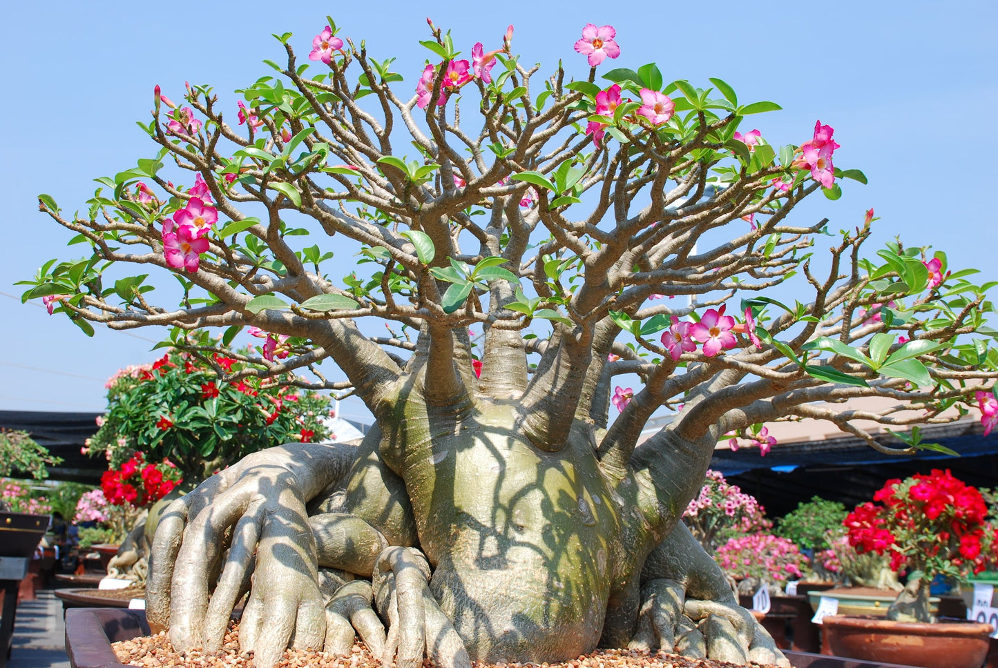 Adenium Obesum - Desert Rose