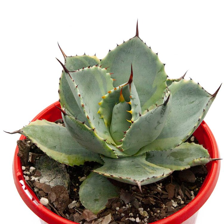 Agave Dorado