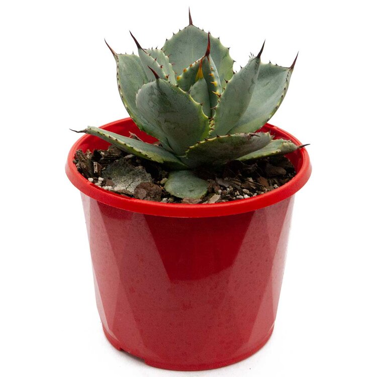 Agave Dorado