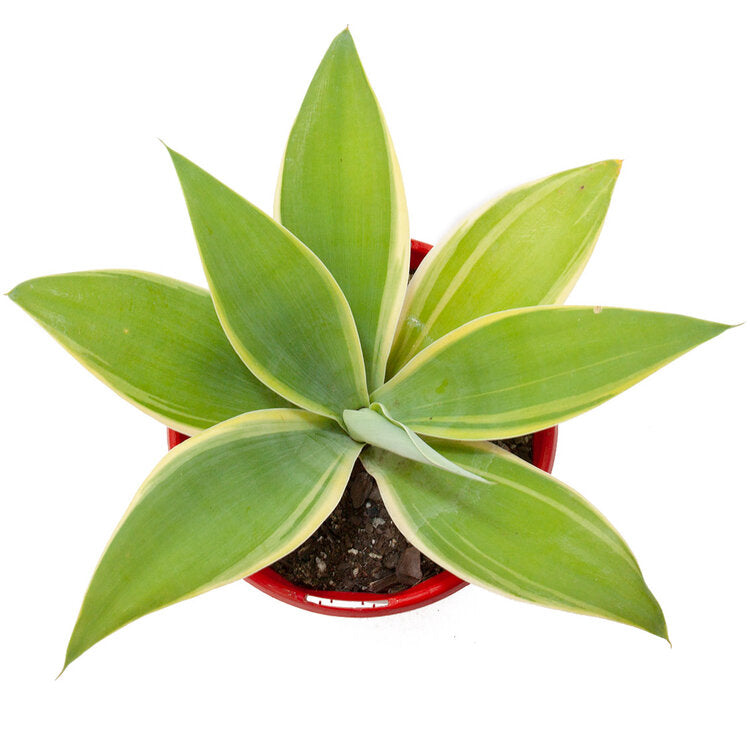 Agave Attenuata Tandara Tiger My Store