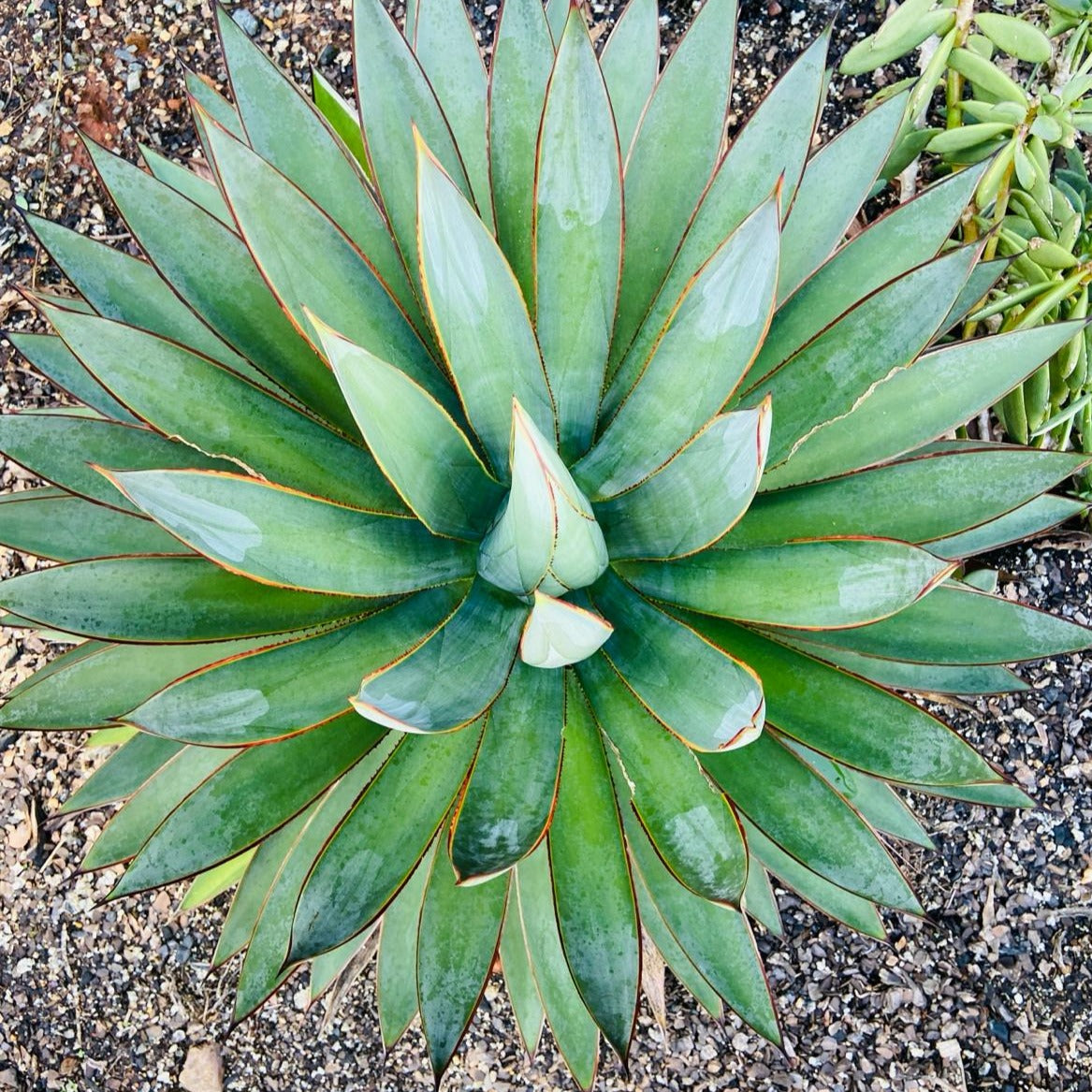 Agave Blue Glow