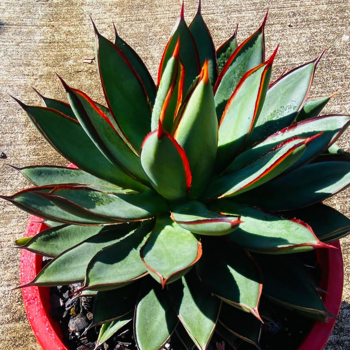 Agave Burnt Burgundy