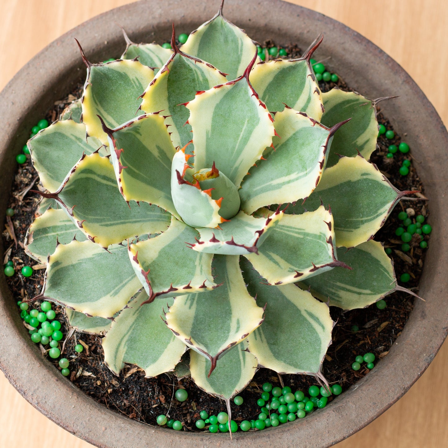 Agave Kissho Kan Variegated