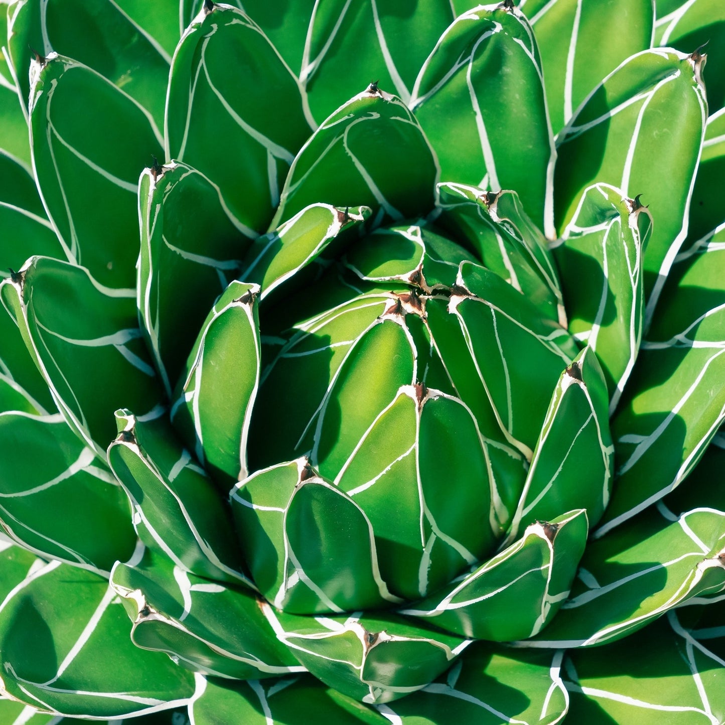 Agave Victoriae - Reginae