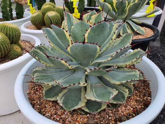Agave Kissho Kan Variegated (Wholesale)
