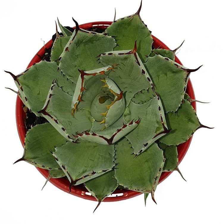 Agave Potatorum Kichiokan My Store