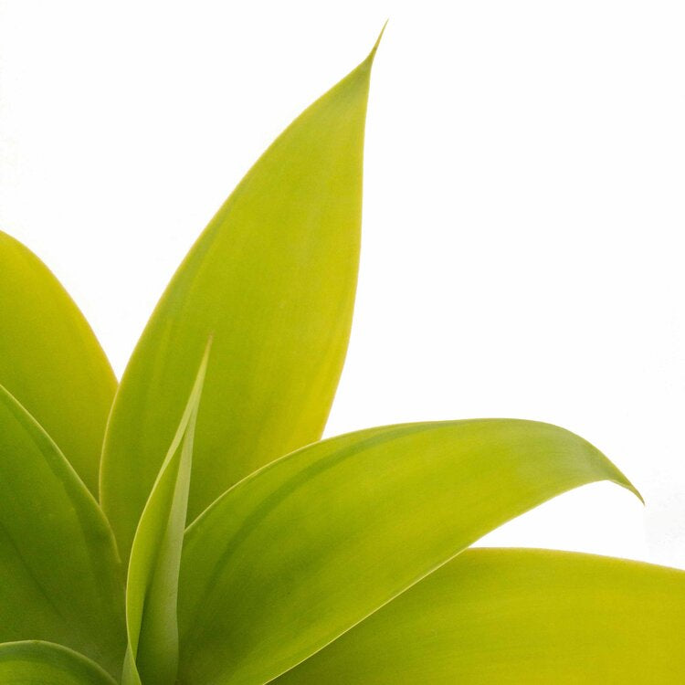 Agave Attenuata Kara's Stripes My Store