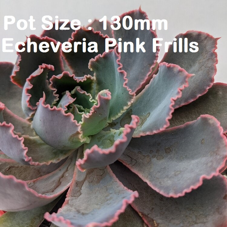 Echeveria Value Buster Pack - 2