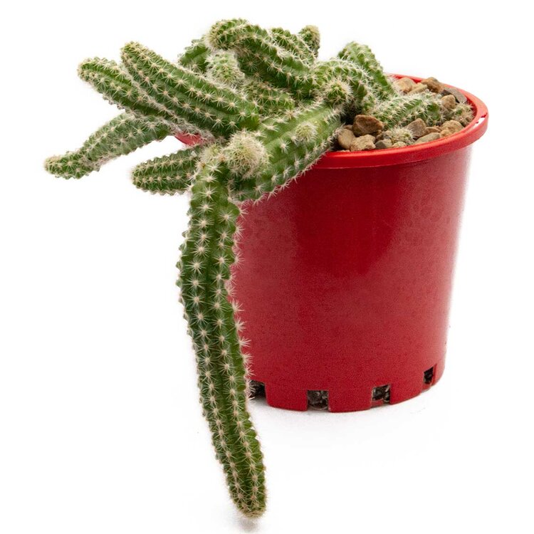 Cacti - Chamaecereus 'Peanut Cactus'