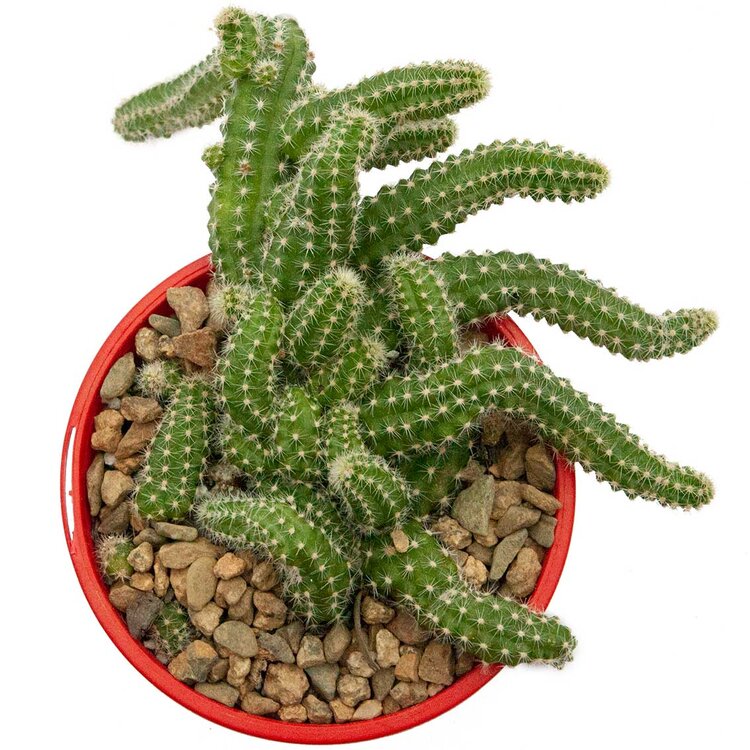 Cacti - Chamaecereus 'Peanut Cactus'