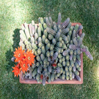 Cacti - Chamaecereus 'Peanut Cactus'