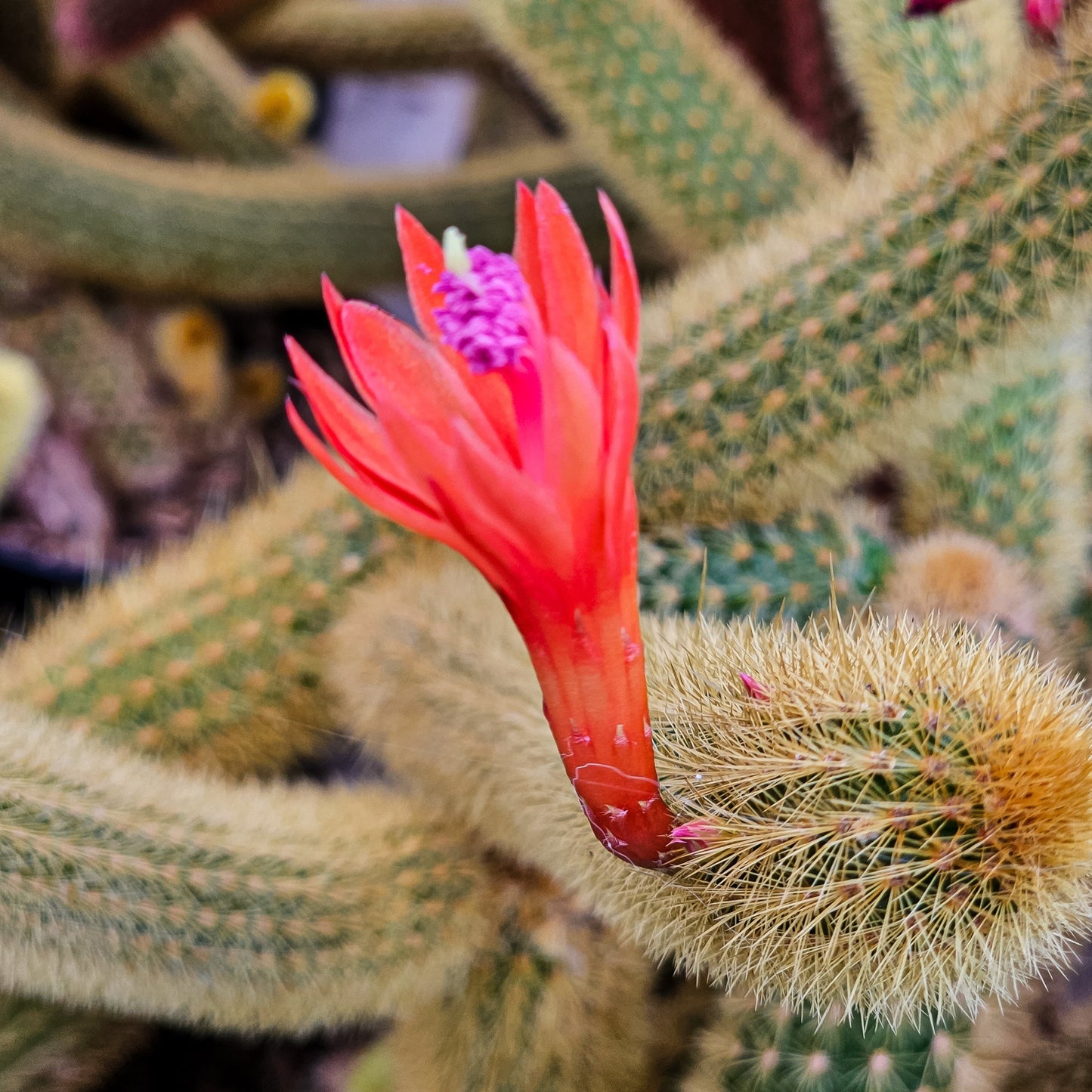 Cacti - Cleistocactus Winteri