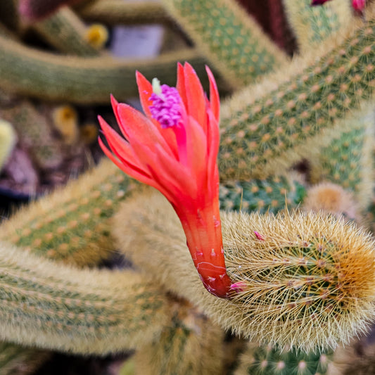 Cacti - Cleistocactus Winteri