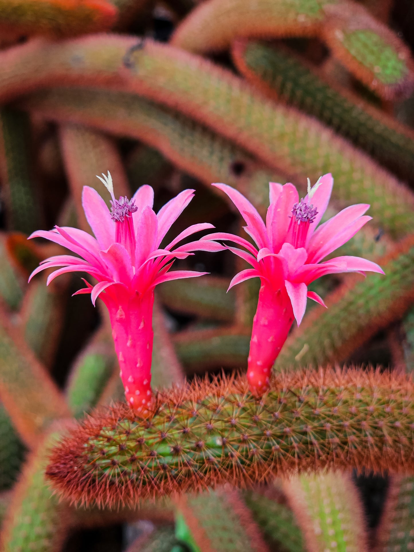 Cacti - Cleistocactus Winteri