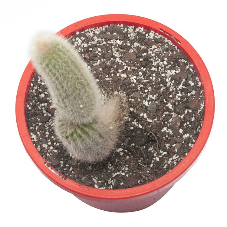 Cacti - Cleistocactus Ritteri My Store