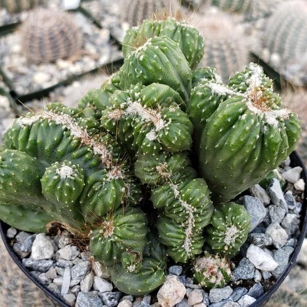 thailand succulents Cereus Thai Hybrid – Succulents World