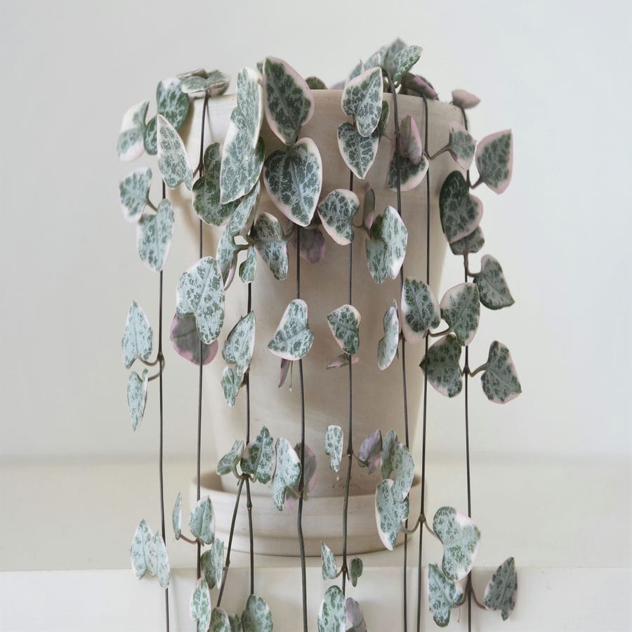 Ceropegia Woodii Variegated Chain of Hearts