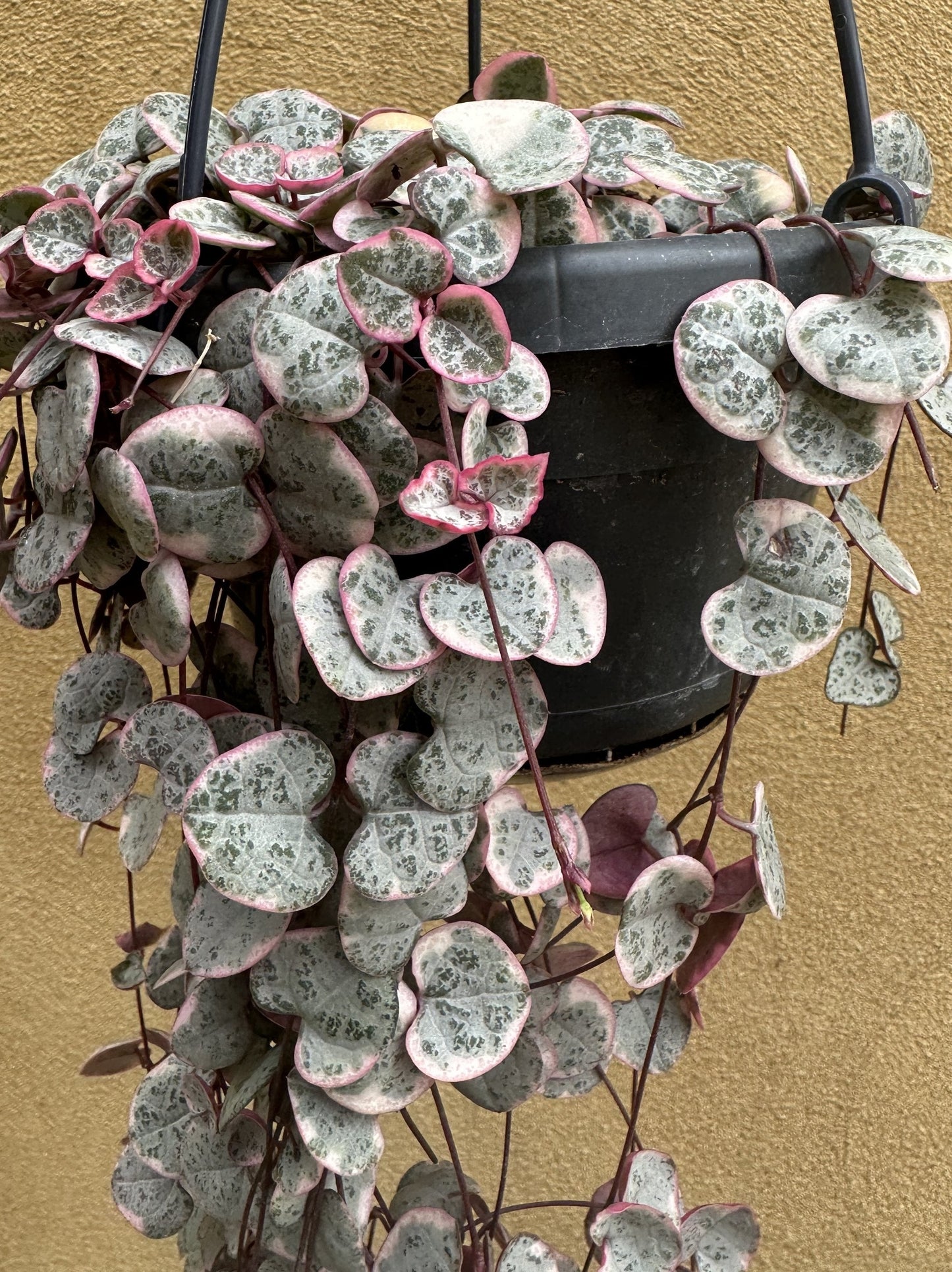 Ceropegia Woodii Variegated Chain of Hearts - Cutting