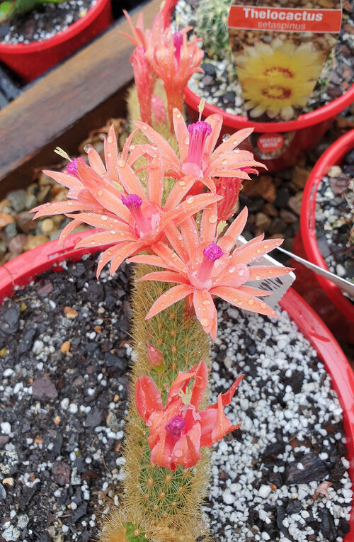 Cacti - Cleistocactus Winteri