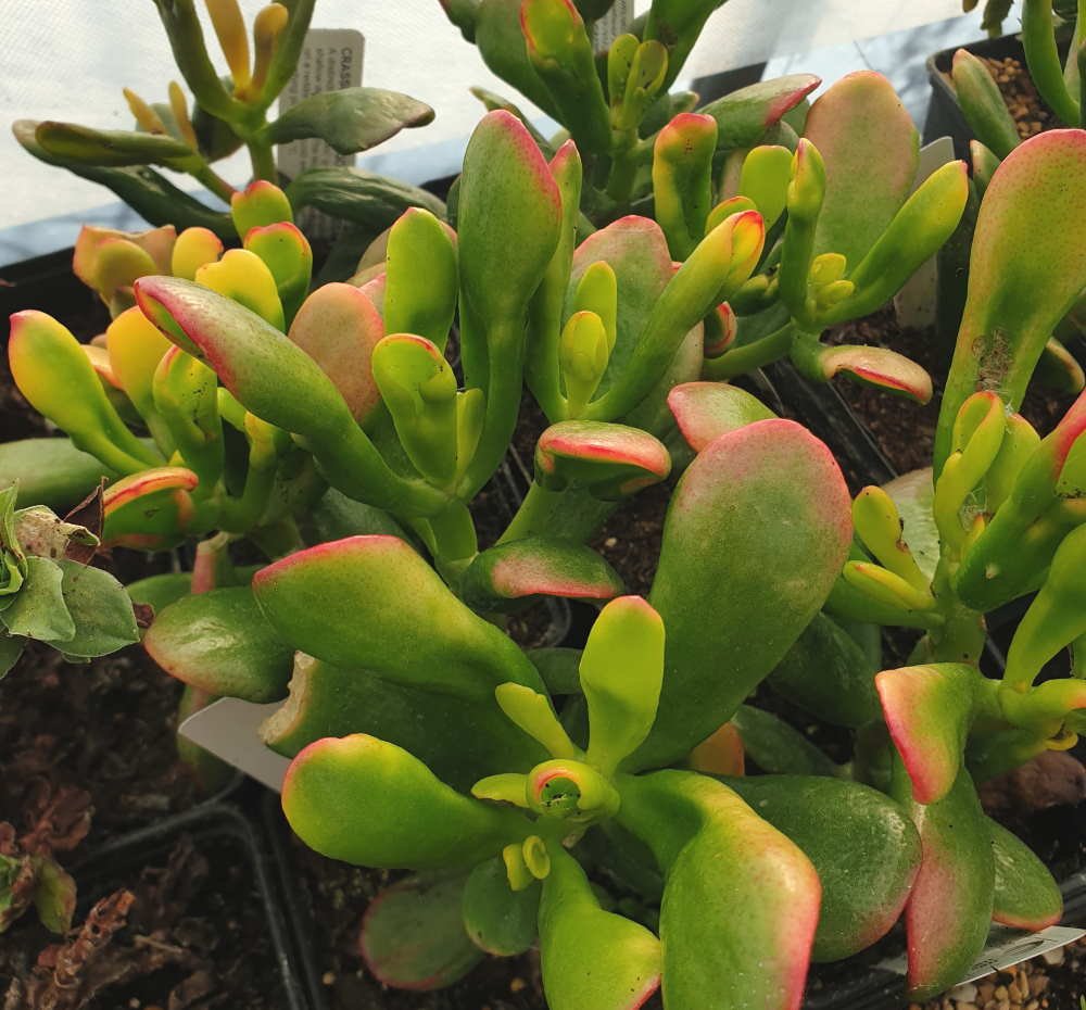Crassula Ovata Gold Fingers - Cutting