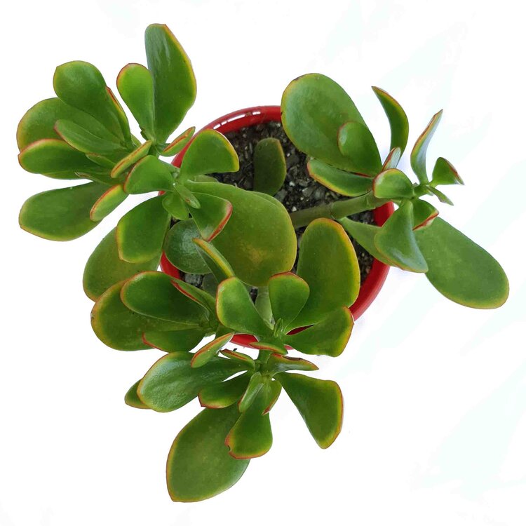 Crassula Hummel's Sunset My Store