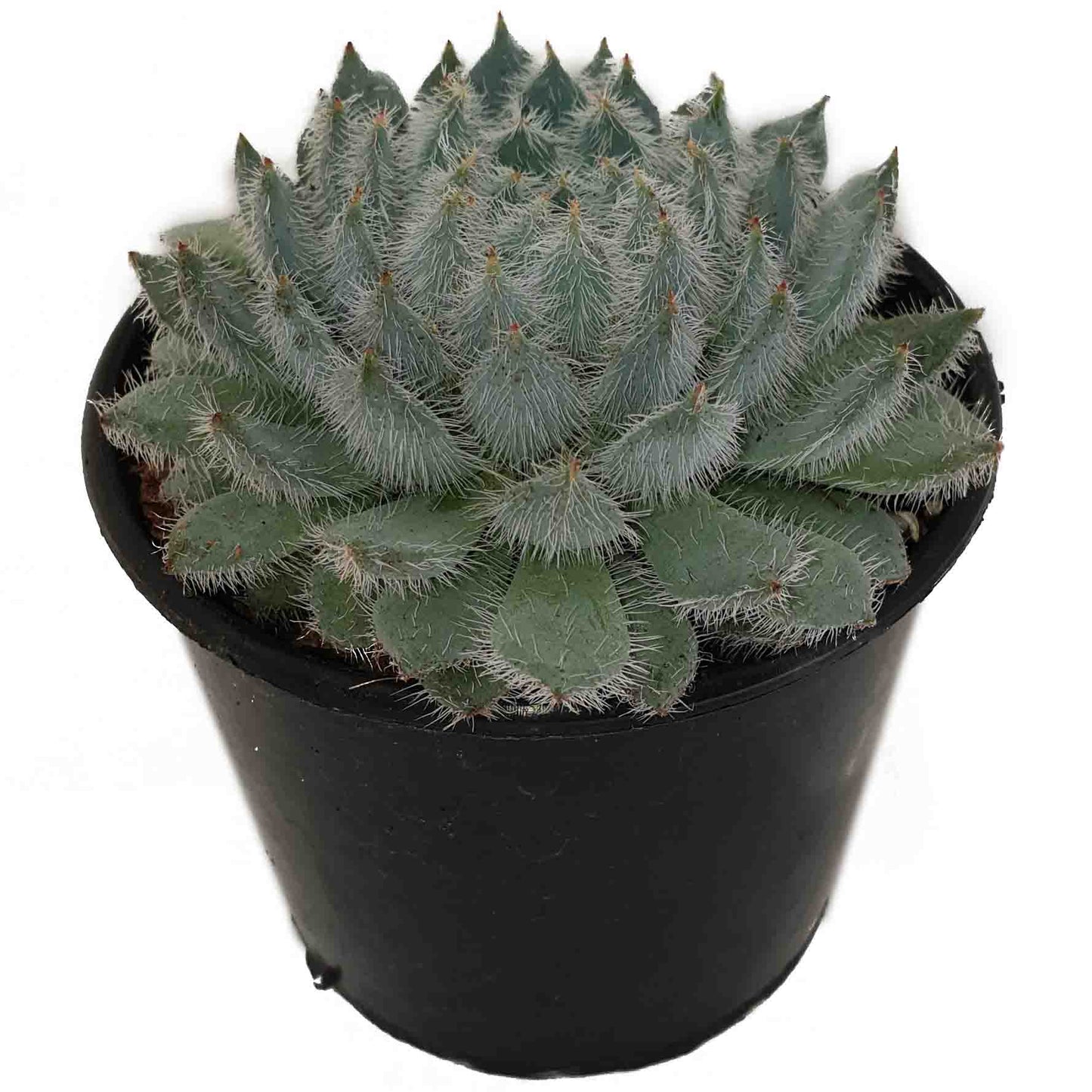 Echeveria Setosa Var. Deminuta